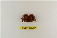 藏品(絨毛近方蟹)的圖片